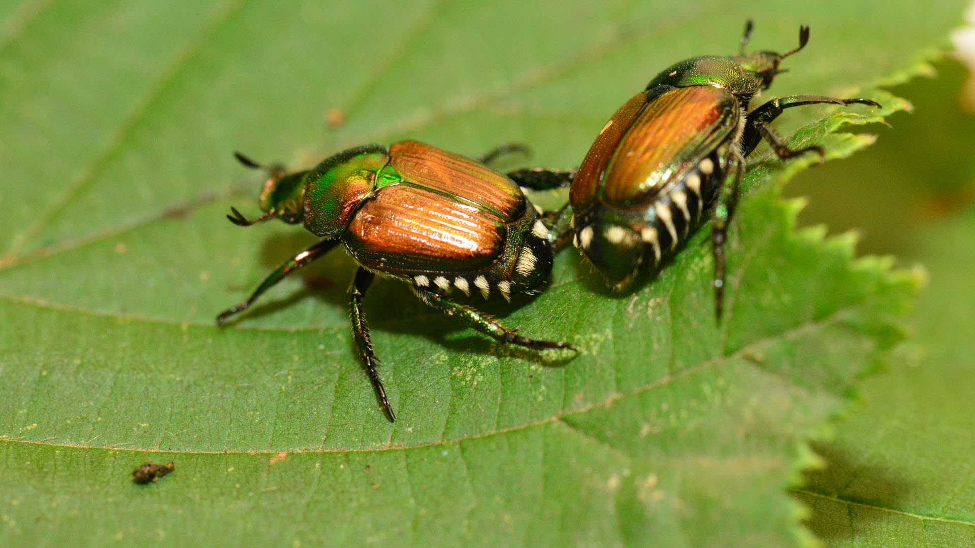 Japankäfer (Popillia japonica)